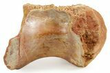 Fossil Spinosaurus Dorsal Vertebra Centrum - Morocco #367603-4
